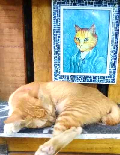 Orange Cat 2