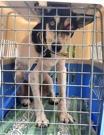 Dog with Eye Problem